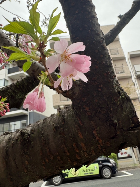 桜